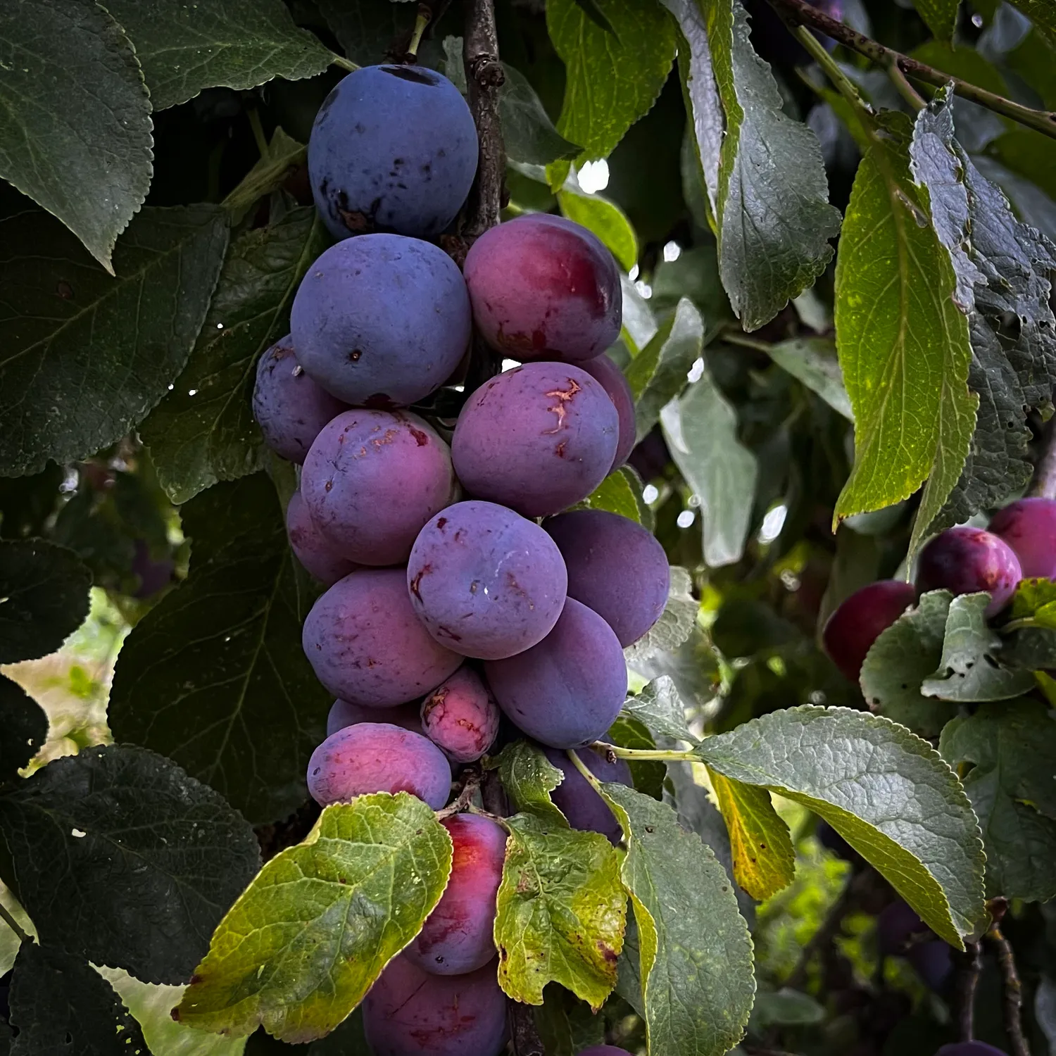 De Cort Blauwe Pruim jenever 70 cl fruitig zacht