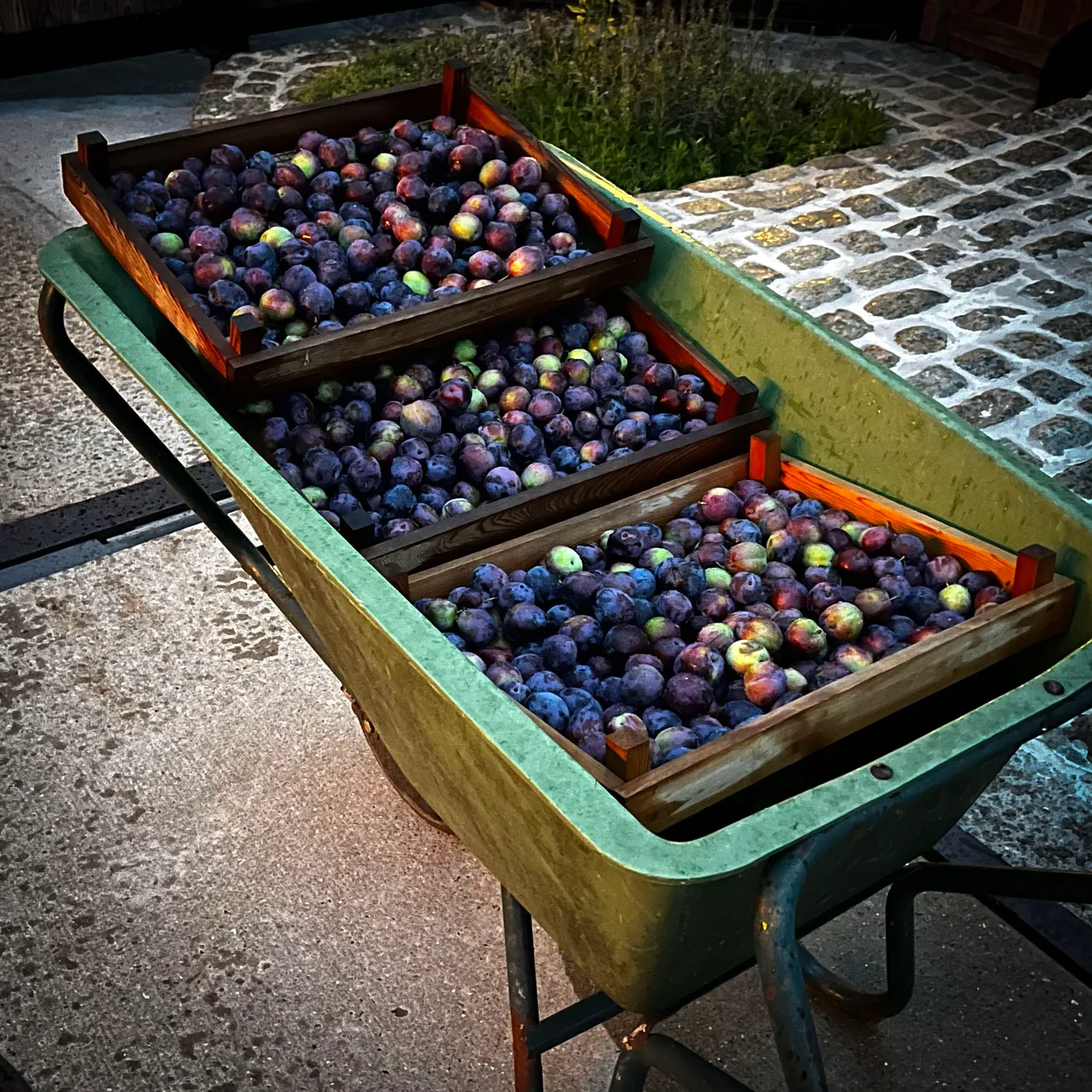 De Cort Blauwe Pruim jenever 70 cl fruitig zacht