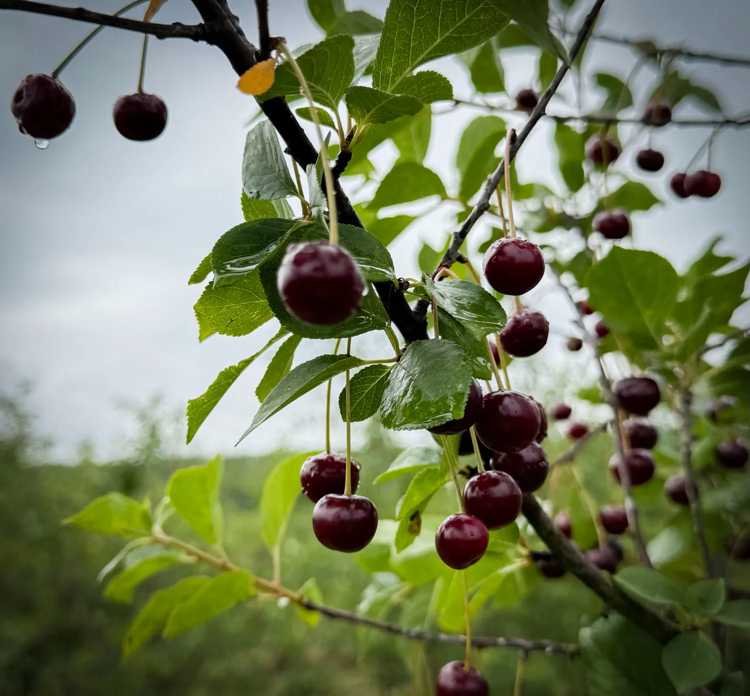 De Cort Schaarbeekse kriek fruitbier kers